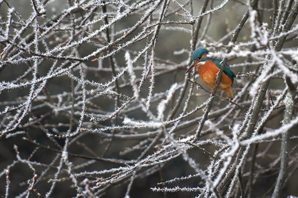Kingfisher In The Ice